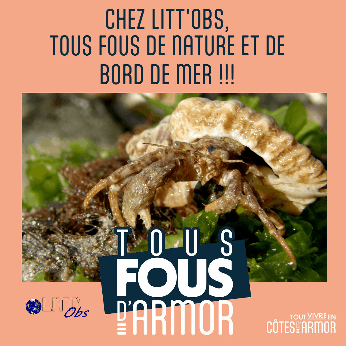 Litt'Obs Tous fous d'Armor #tousfousdarmor